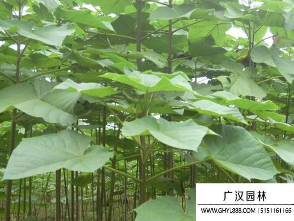 泡桐樹