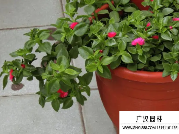 牡丹吊蘭種子