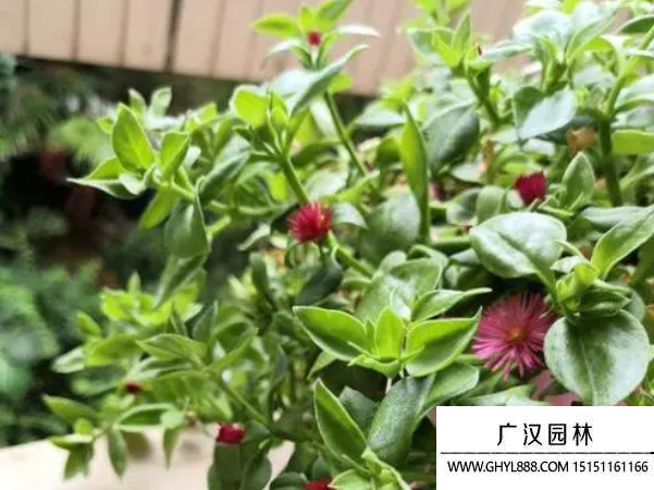 牡丹吊蘭種子