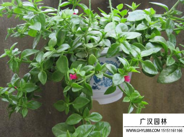 牡丹吊蘭種子