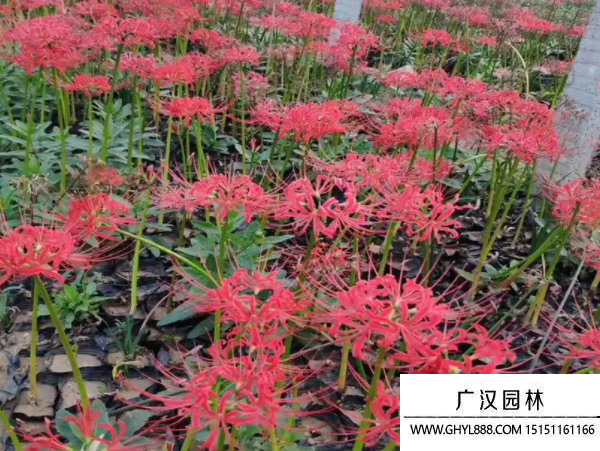曼珠沙華花種子