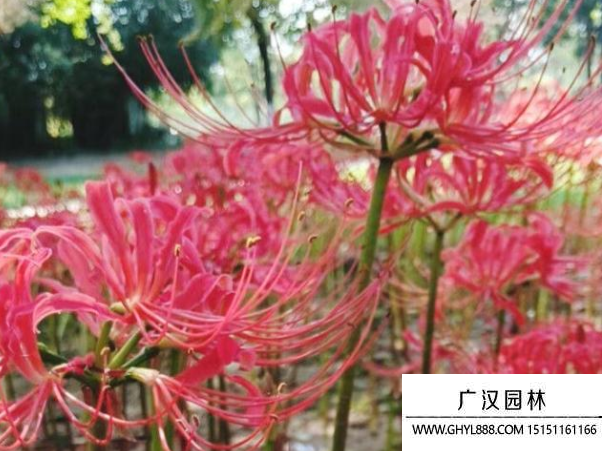 曼珠沙華花種子
