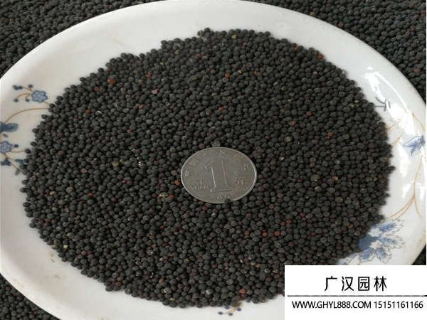滿天星種子