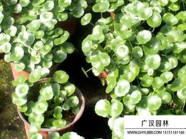 垂絲馬蹄金種子