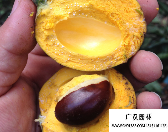 蛋黃果種子