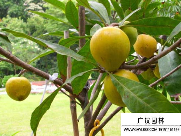 蛋黃果種子