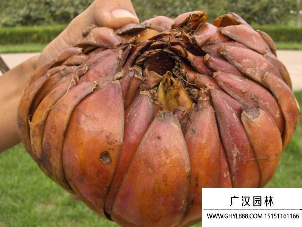 鱗莖種子