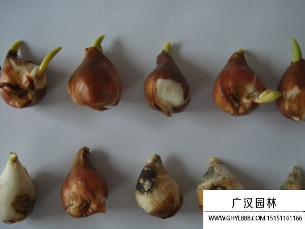 鱗莖種子
