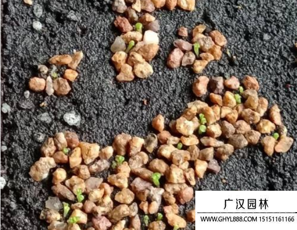 多肉花籽種子
