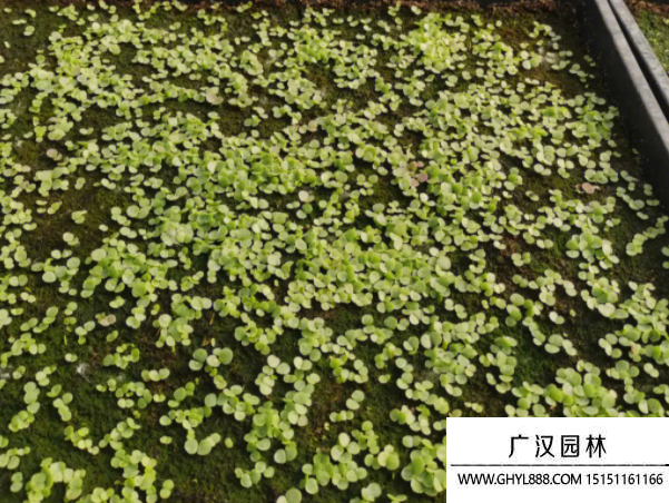 多肉花籽種子