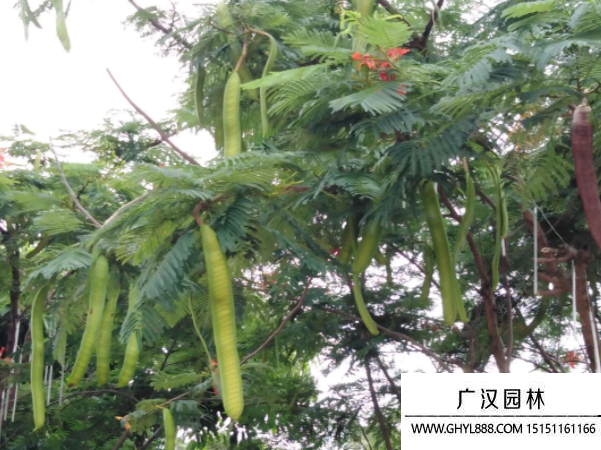 鳳凰木種子