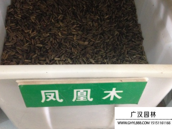 鳳凰木種子