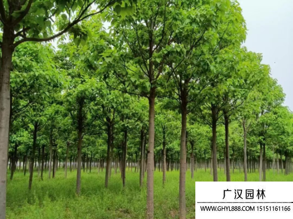 楸樹