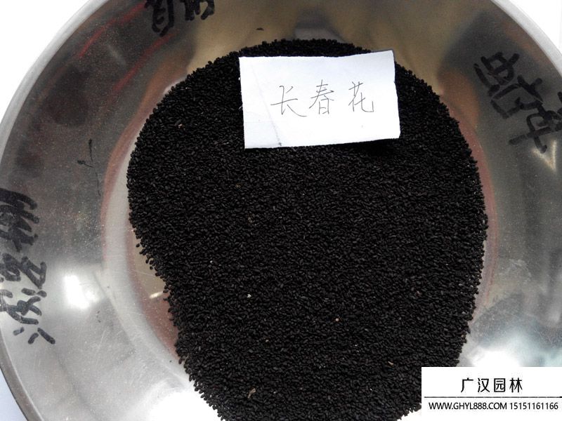 長春花.種子