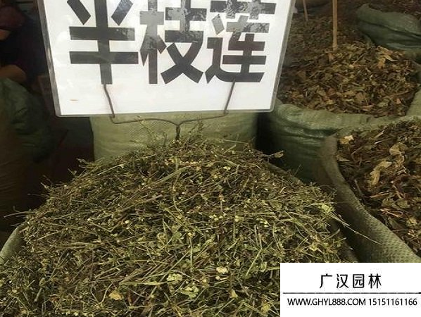 半枝蓮種子什么樣(圖2)