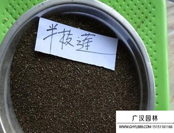 半枝蓮種子