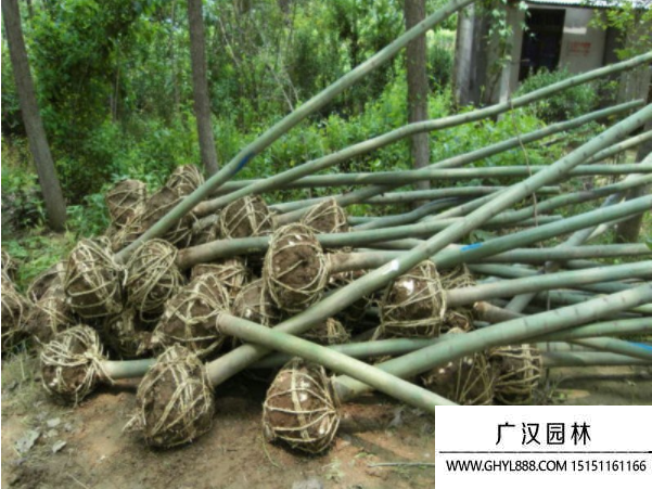 青銅樹