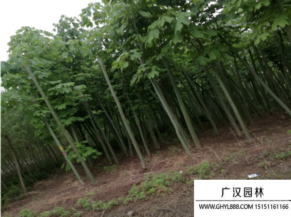 青桐樹