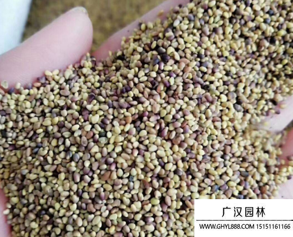 三葉草種子
