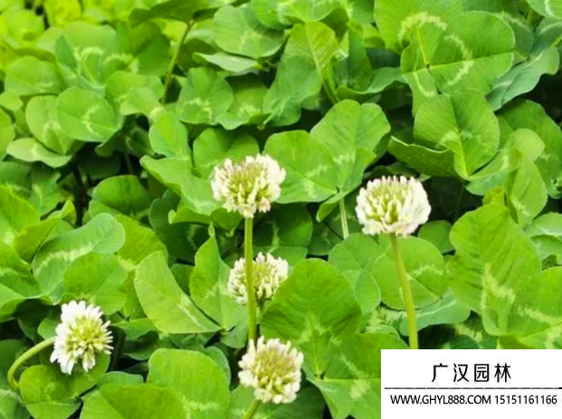 三葉草種子