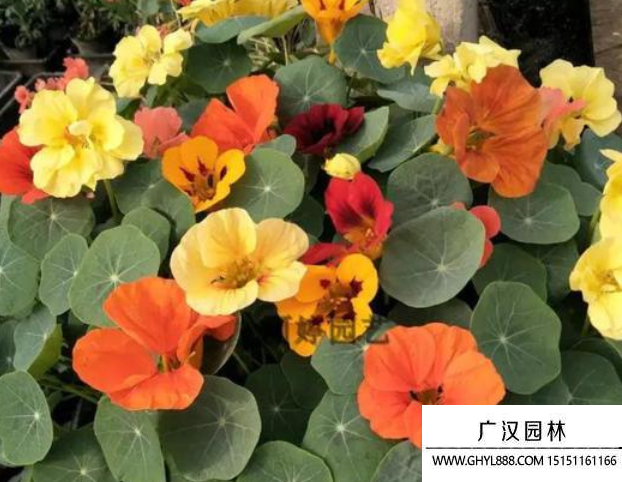 旱金蓮花種子
