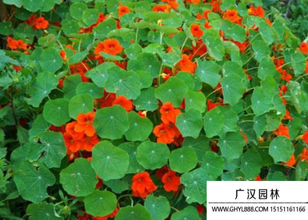 旱金蓮花種子