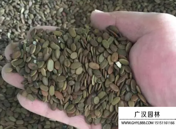 合歡種子