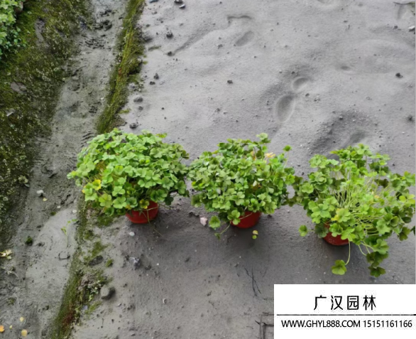 紅花三葉草種子