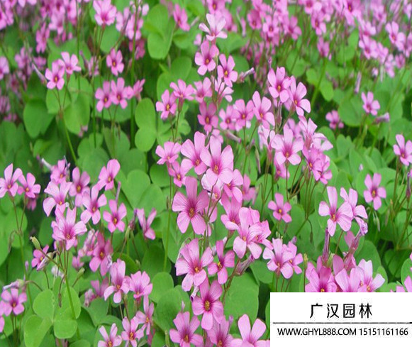 紅花三葉草種子