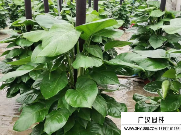 綠蘿種子