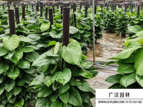 綠蘿種子