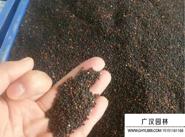 滿天星種子