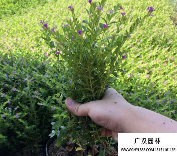 滿天星種子