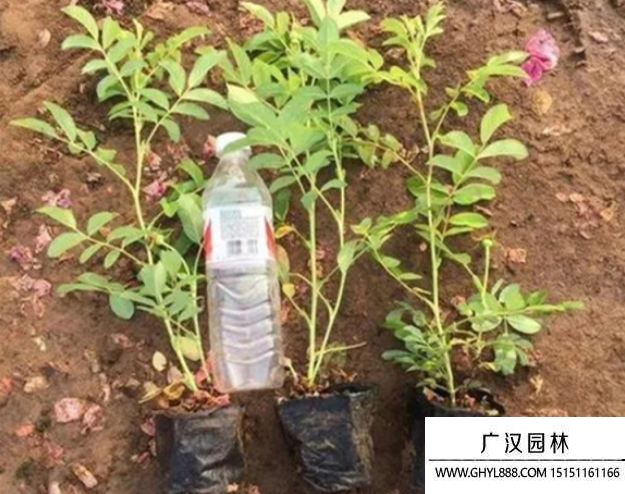玫瑰花種子