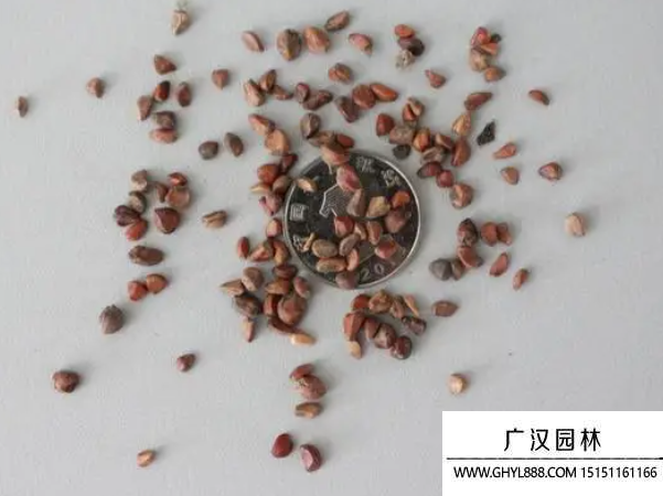 玫瑰花種子