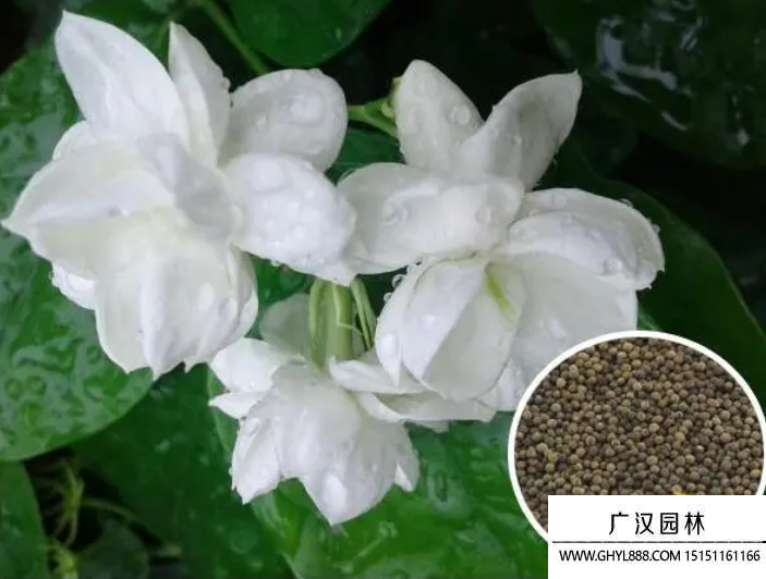 茉莉種子