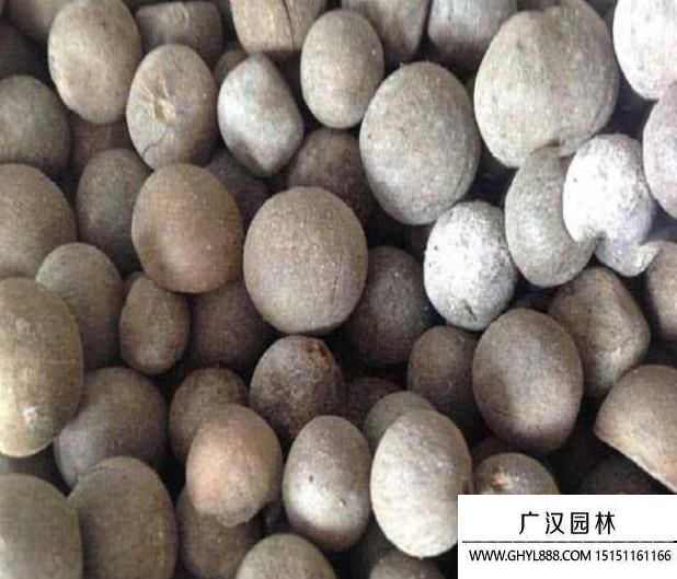 球型花種子
