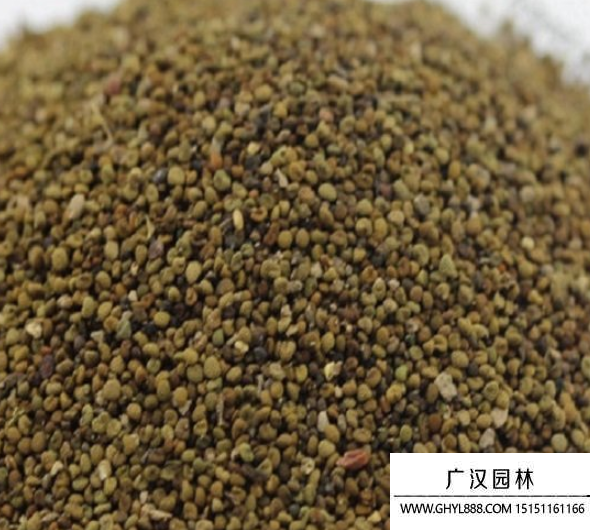 球型花種子