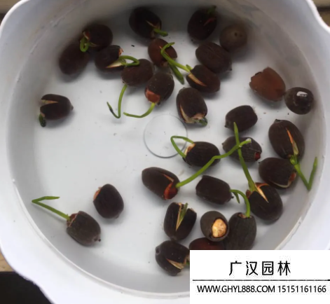 碗蓮種子