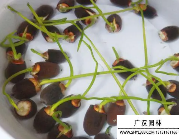 碗蓮種子