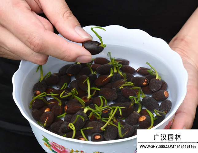 碗蓮種子