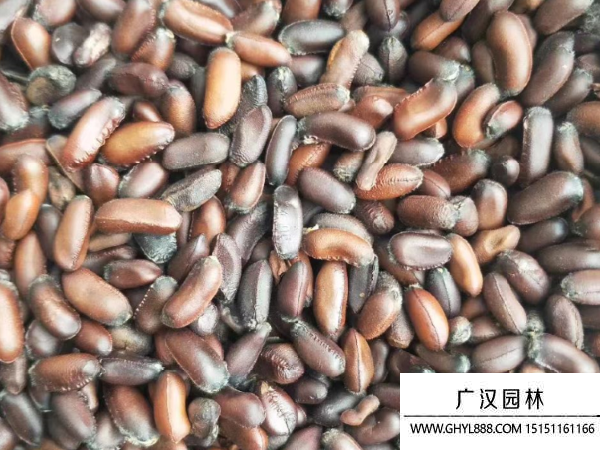 臘梅種子