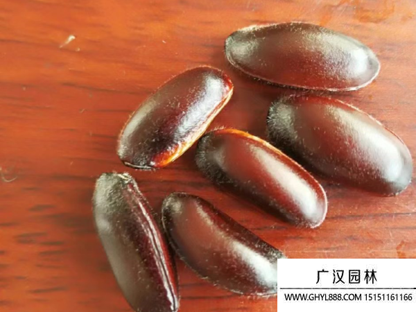 臘梅種子