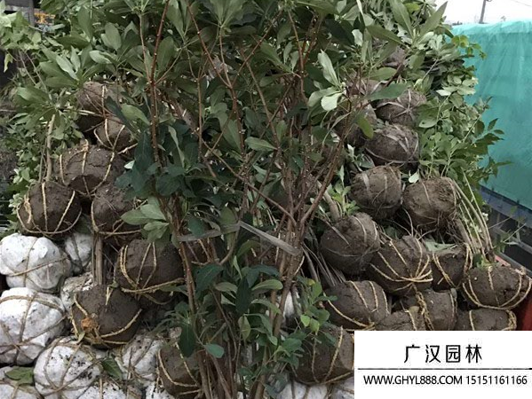 結香花