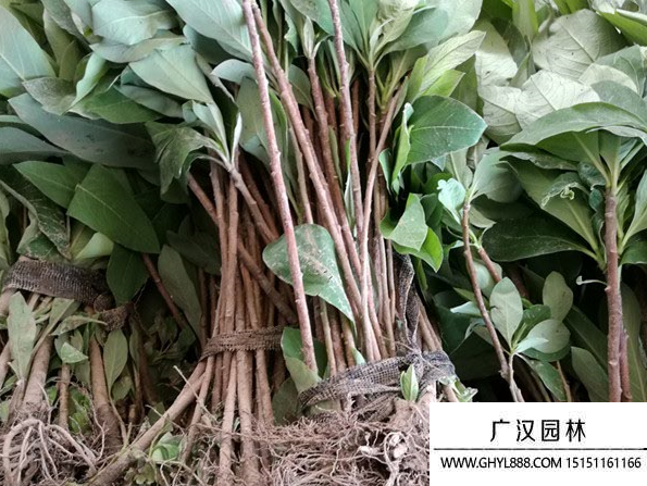 結香花