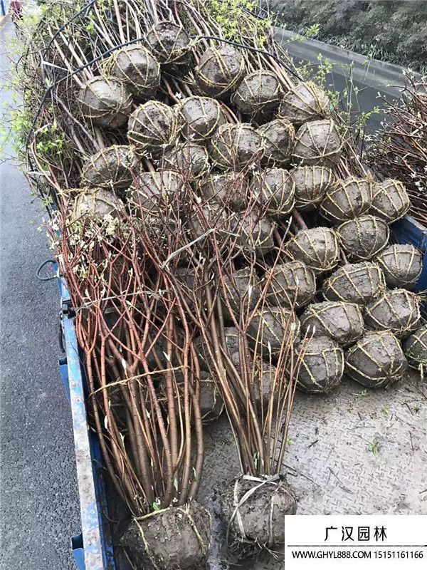 結香花