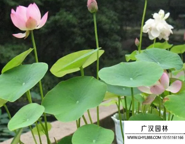 荷花種子
