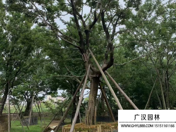 樸樹