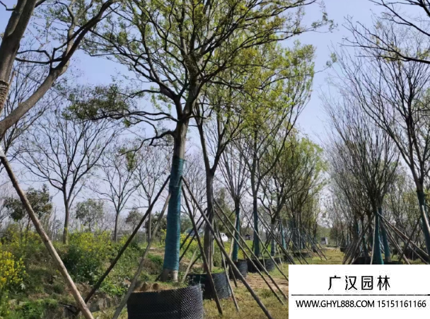 樸樹