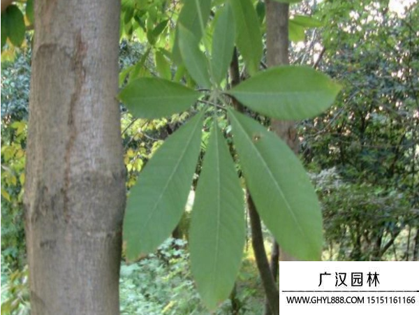 七葉樹
